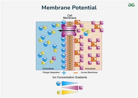 Image result for Negative Membrane Potential