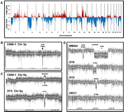 Image result for Level of Chromosomal Copy Number Variation