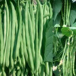 Chalisa Beans, French Beans Seed Price in India - Buy Chalisa Beans ...