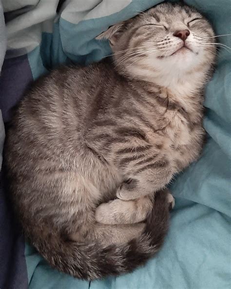 Cutest cat ever : r/glitchthecat