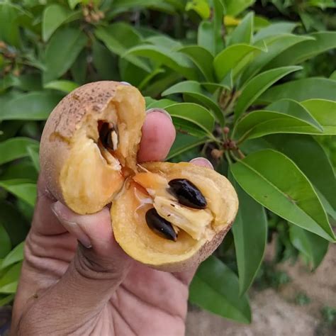 Sapota – Lekker foods