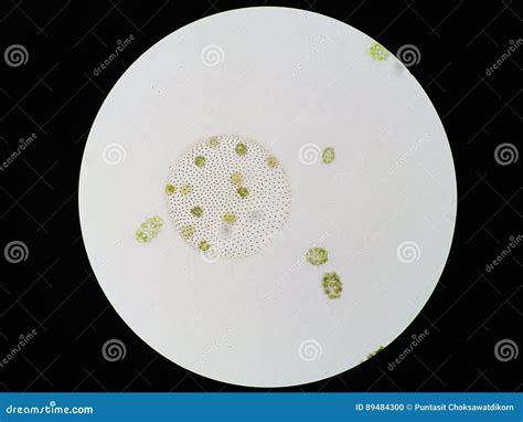 Volvox Genus of Chlorophyte Green Algae Stock Photo - Image of colonial, colony: 89484300