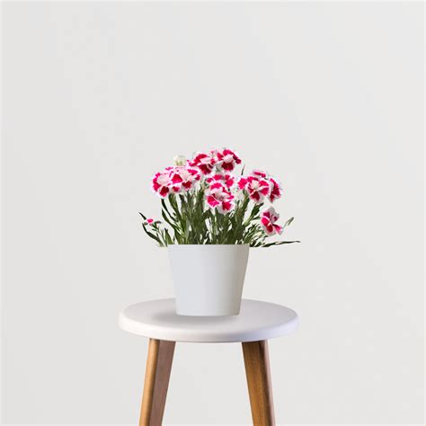 Dianthus Plant – Gardengram