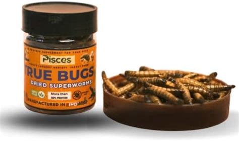 Buy True Bugs Dry Superworms for Turtles, Hedgehogs, Hamsters, Mammals ...