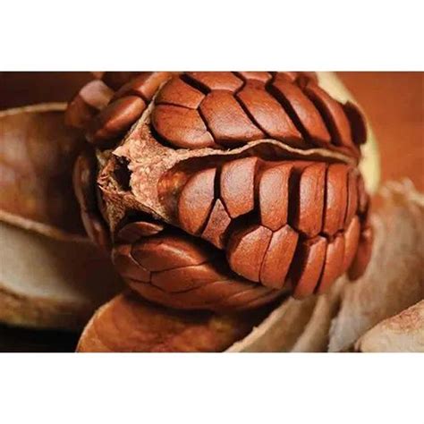 Mahogany Seeds - Swietenia Mahogany Seed Manufacturer from Bengaluru