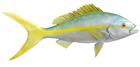 Yellowtail Snapper