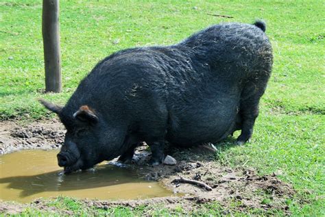File:Big pig roast.jpg - Wikipedia