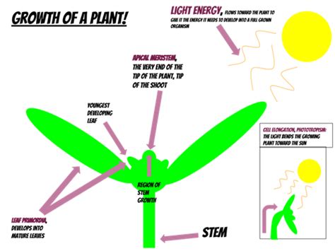 Tropism in plants — lesson. Science State Board, Class 9.