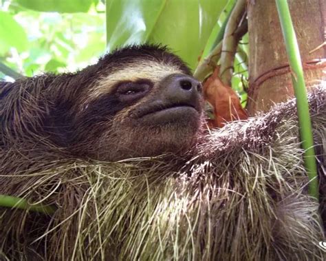 Dwarf Sloth 的图像结果