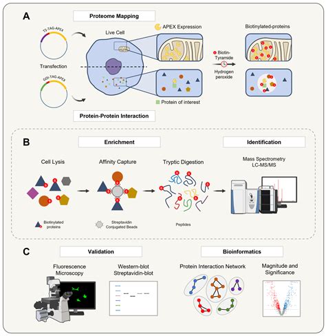 Next-Generation Protein–Ligand Interaction Networks: APEX as a Powerful ...