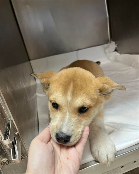 Kitties & Kanines Shelter (@kittiesandkaninesshelter) • Instagram ...