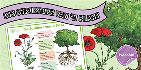 Graad 4 – Die Strukture van 'n Plant - Plakkaat