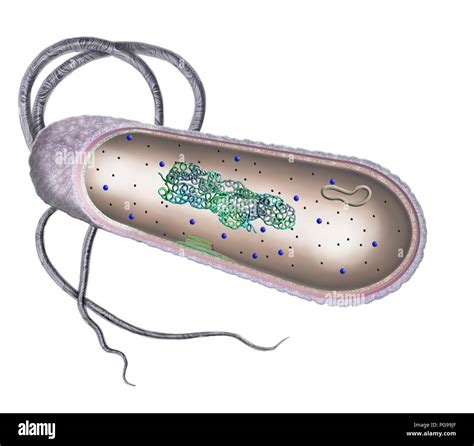 Bacterial cell. Cut-away illustration of the inner structure of a typical bacterial cell ...