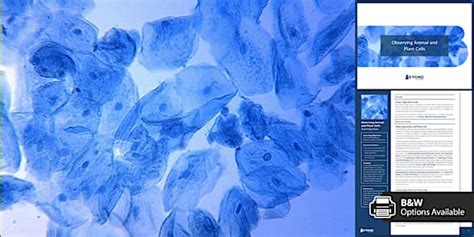 Cells and Organisation Observation Practical | KS3 Biology