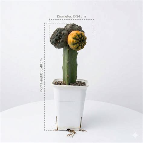 Gymnocalycium Quehlianum Variegated Grafted Cactus Rare Collector Plant ...