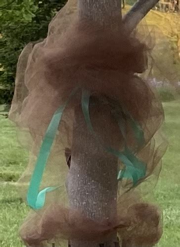 Lantern Fly Traps with Netting 的图像结果