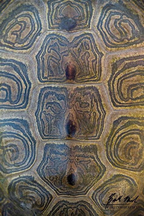 Image result for turtle shell patterns