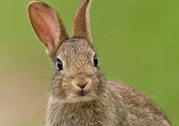 Image result for Bunny Rabbit Head