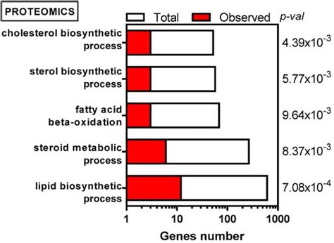 Stable Isotope Labeling Highlights Enhanced Fatty Acid and Lipid ...