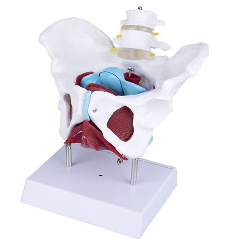 faruijie Female Pelvis Model - Life Size Anatomy Pelvic Floor Muscles ...