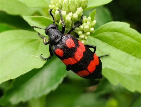 7 Garden Pests That Can Affect You as Well