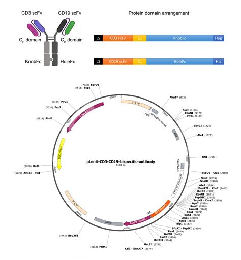 Bispecific Antibody Production with Guaranteed Stability - BiCell Scientific®