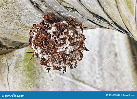 Red Wasps on Nest stock photo. Image of wildlife, pest - 230565044