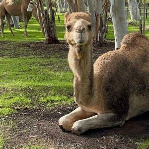 Camel Yoga with Luxury Picnic Brunch-Sold Out, Millendon, Herne Hill ...