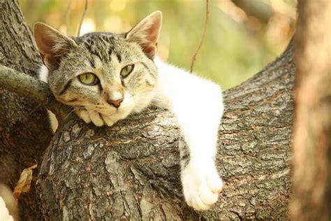 Is Your Cat Trying to Tell You Something? The Hidden Meaning Behind the ...