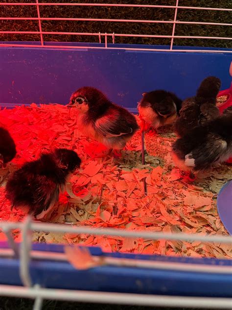 When to Remove Chicks From Brooder 的图像结果