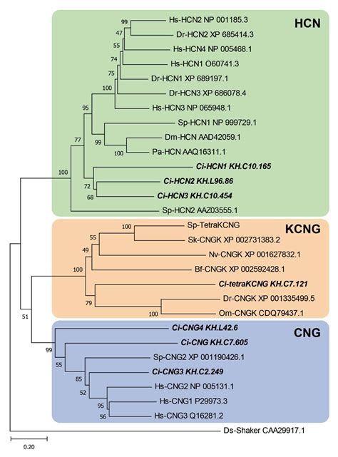 The Roles of Two CNG Channels in the Regulation of Ascidian Sperm ...