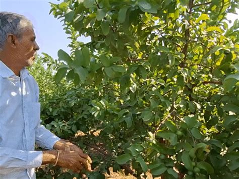 Rajasthan farmer earns ₹10 lakh profit annually from Guava cultivation ...
