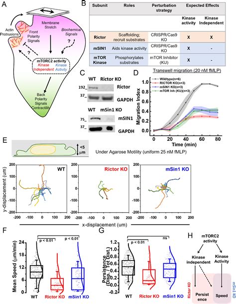 Mechanosensitive mTORC2 independently coordinates leading and trailing ...
