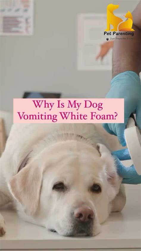 PetParenting.in (@petparenting_) • Instagram photos and videos