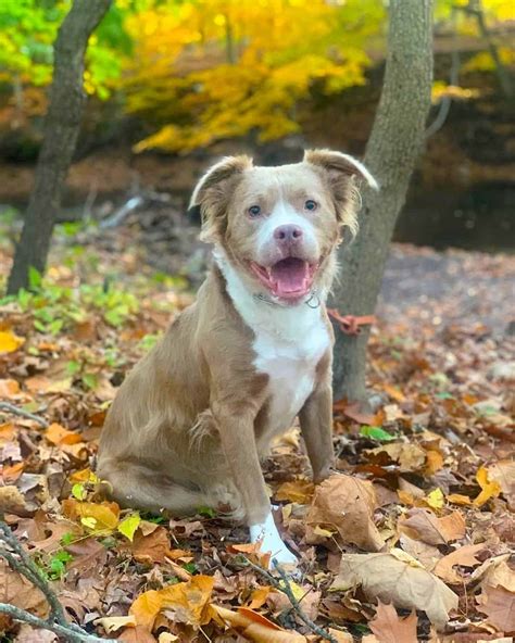 Long-Haired Pitbull: Breed Info, Pictures, Health, Facts & More