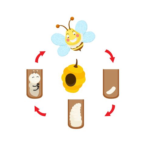 Bee Life Stages