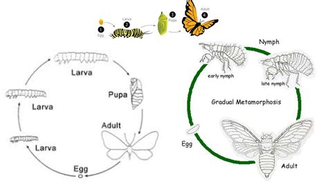 Classification Of Insects - Basis Of Insect Classification And Classification Of Insects Up To ...