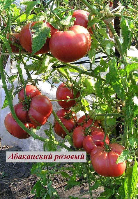 Томат Абаканский розовый: описание сорта, ОТЗЫВЫ (47), фото | tomatland.ru
