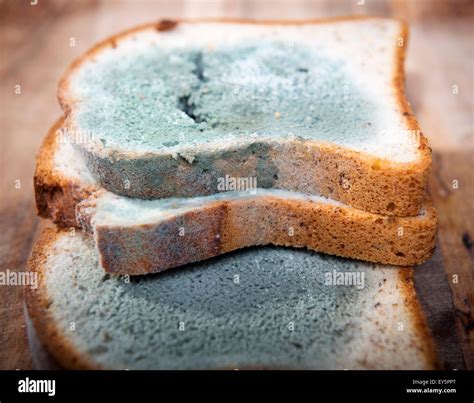 Black Bread Mould
