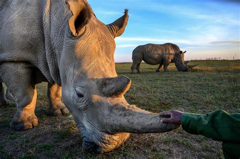 There are two northern white rhinos left on Earth. Can a controversial approach save them ...