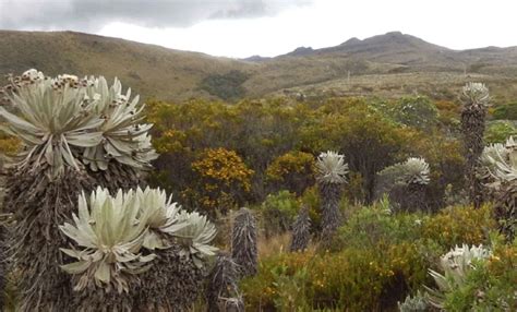 Nature-based solutions might just change the world | Kew