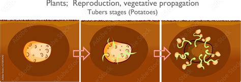 Image result for Vegetative Reproduction Potato