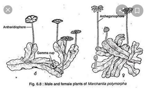 draw and label the diagram of marchantia - Brainly.in
