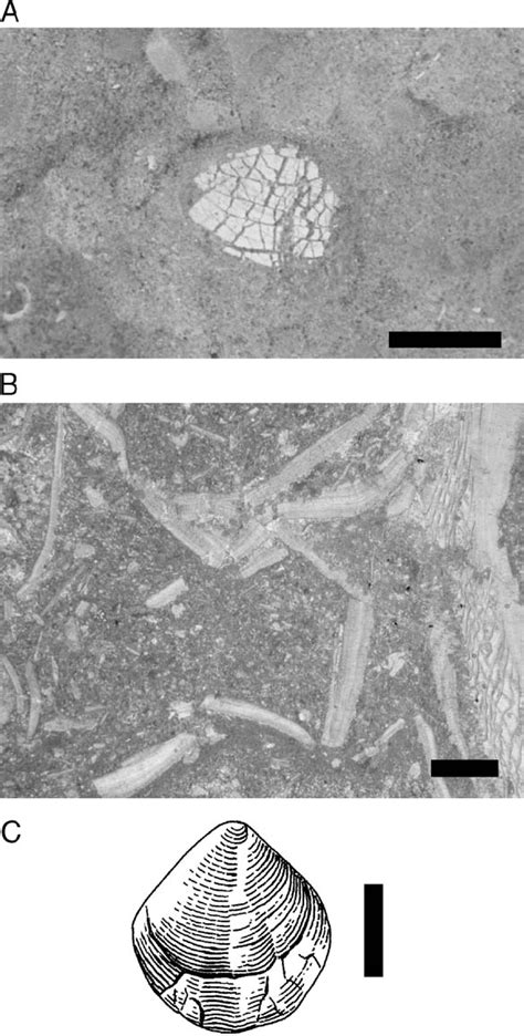 Image result for Fragmentation Shell