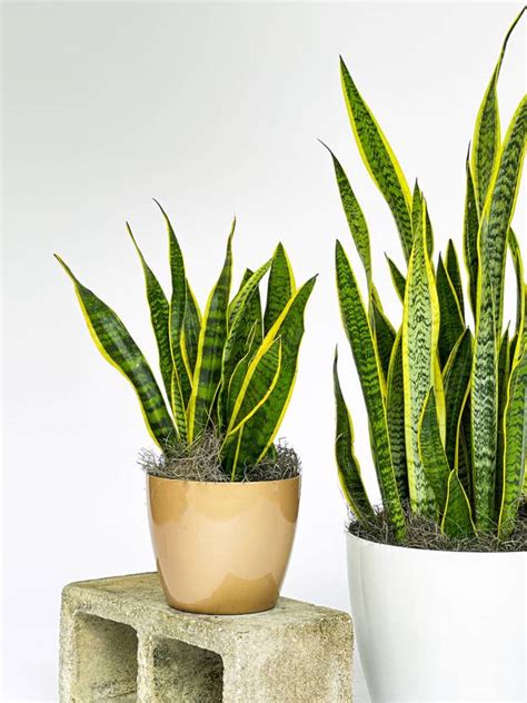 Growerstore Snake Plant Price in India - Buy Growerstore Snake Plant ...