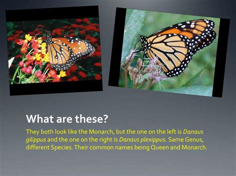 Insect 的图像结果