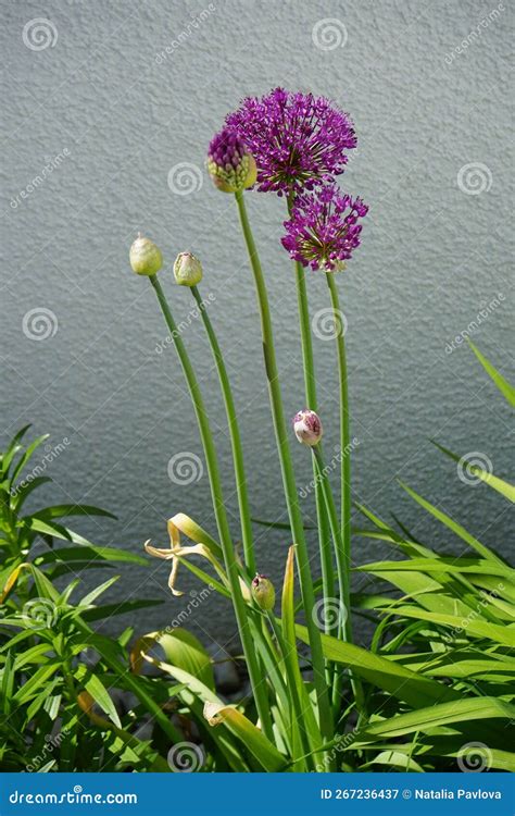 Allium Aflatunense "Purple Sensation" In May In The Garden. Berlin ...