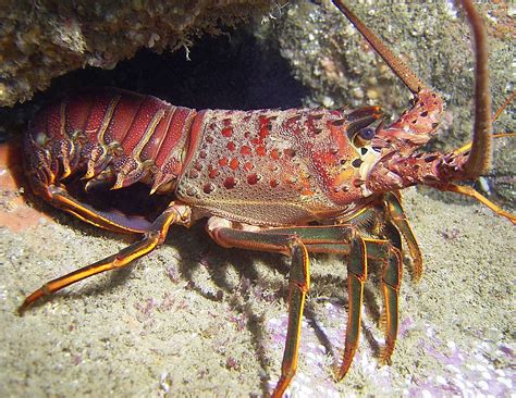 Types Of Lobster