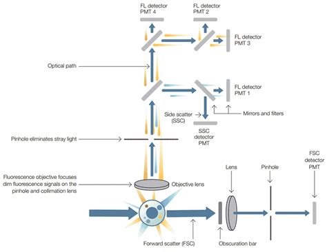 Image result for Understanding Flow Cytometry