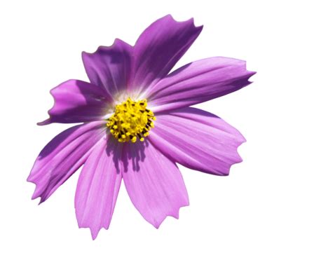 Image result for Flower